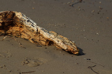 Holz am Strand 