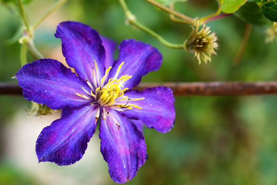 Close up beautiful flowering Clematis Jackmanii