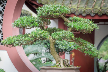 Bonsai tree against chinese traditional building