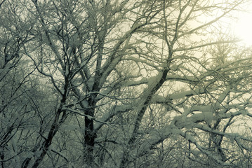 Snow perched on branches