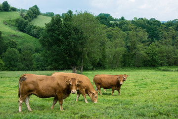 Herds of bulls in a mountain pasture in southern France
