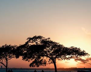Beautiful sunset behind tree