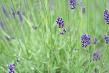 Violet lavender blooming fields in furano, hokaido, japan.Closeup focus ,flowers background.