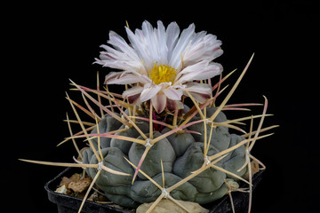 Cactus Thelocactus hexaedrophorus with flower isolated on Black.