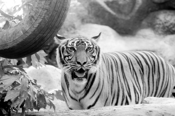 Black and white INDOCHINESE TIGER (Panthera tigris corbetti) in the zoo at Thailand