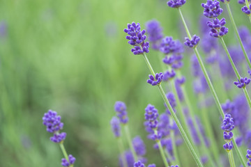 Fototapeta premium Violet lavender blooming fields in furano, hokaido, japan.Closeup focus ,flowers background.