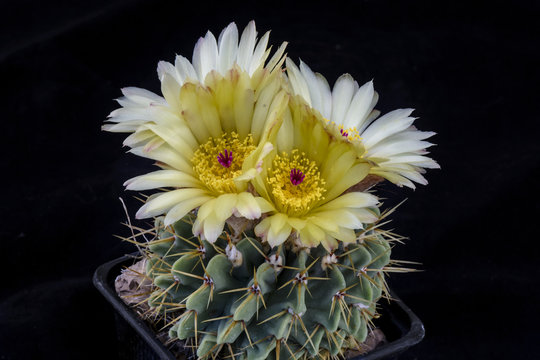 Cactus lobivia Neoporteria senilis with flower isolated on Black