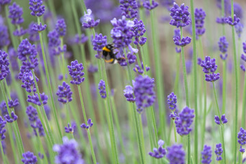 Fototapeta premium Violet lavender blooming fields in furano, hokaido, japan.Closeup focus ,flowers background.