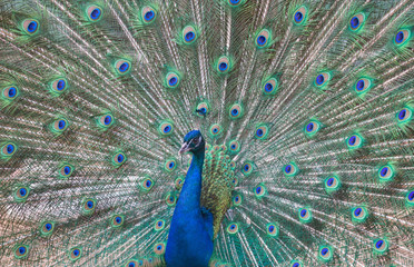Obraz premium beautiful peacock with green and blue tail