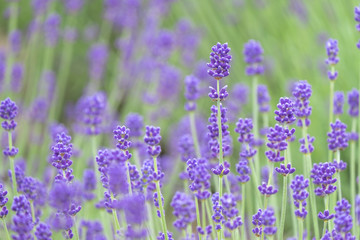 Fototapeta premium Violet lavender blooming fields in furano, hokaido, japan.Closeup focus ,flowers background.