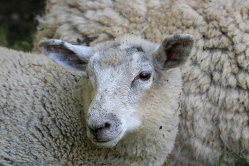 A sheep 