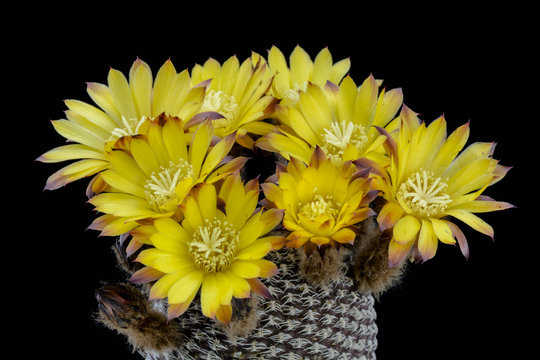 Cactus lobivia famatimensis  sanjuanensis with flower isolated on Black.