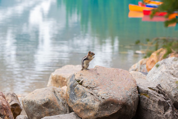 Chipmunk 11