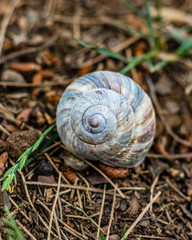 slug
