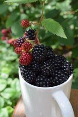 Ripe juicy fresh blackberries in a white cup in the garden in the summer