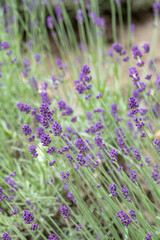 Violet lavender blooming fields in furano, hokaido, japan.Closeup focus ,flowers background.