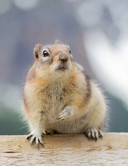 Chipmunk 4