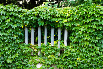 Ivy leaves