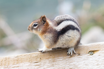 Obraz premium Chipmunk 1