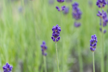 Violet lavender blooming fields in furano, hokaido, japan.Closeup focus ,flowers background.