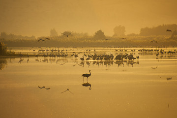 Agamon Hula bird refuge