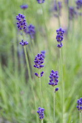 Violet lavender blooming fields in furano, hokaido, japan.Closeup focus ,flowers background.