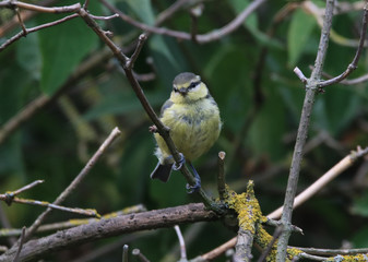 Young Bluetit in the tree