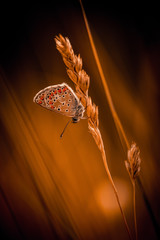 insecte papillon azuré commun en été en plan rapproché dans une prairie sur une graminée en...