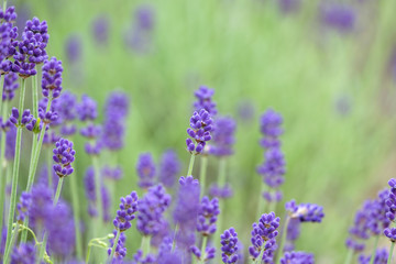 Plakat Violet lavender blooming fields in furano, hokaido, japan.Closeup focus ,flowers background.