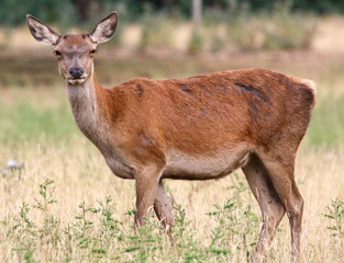 Naklejka na ściany i meble Red deer female
