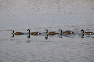Line of geese