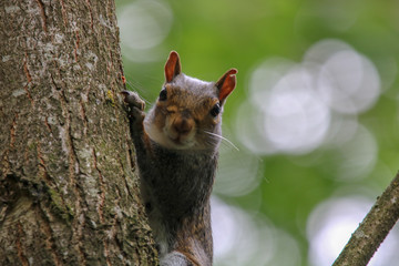 Peepo Mr Squirrel