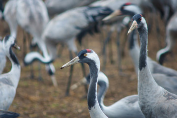 Crane birds