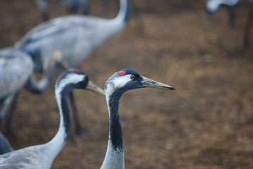 Crane birds