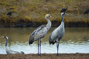 Crane birds