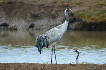Crane birds