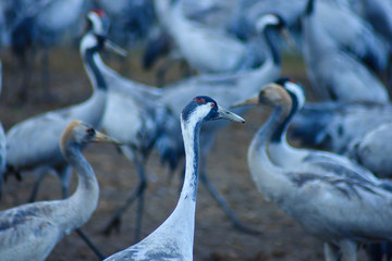 Crane birds