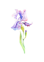 Watercolor purple iris, violet flower on white background, isolated flower