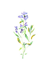 Naklejka premium Purple watercolor flower illustration, violet wildflower isolated