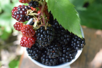 Ripe juicy fresh blackberries in a white cup in the garden in the summer