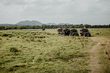 Elephants in a National Park from Sri Lanka