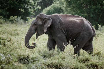 Elephants in a National Park from Sri Lanka