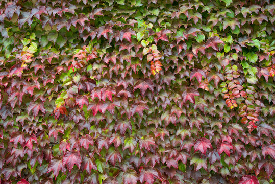 Colorful Red,Lilac,Green And  Yellow Autumn Leaf Of Ivy Creeper On The Wall. Colorful Wet Leaves Of Ivy Covering The Wall. Ivy or Hedera Helix In Autumn Color.Multicolored Ivy Leaves With Raindrops.