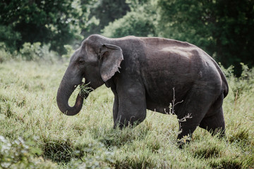 Fototapeta premium Elephants in a National Park from Sri Lanka