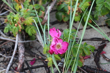 Urlaub an der Ostsee