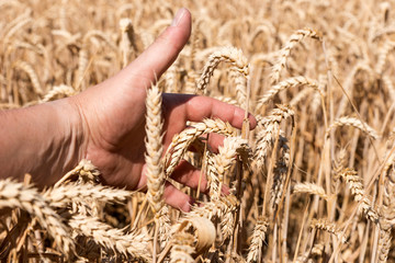 Fototapeta na wymiar Men hand touches wheat ears in the field