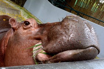 hippopotamus eating, feed, open mount, close up on head