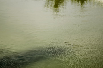 the snake sails on the river