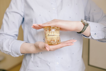 Close up photo of teeth model denture is in girl' hands. Regular checkups are essential to oral health