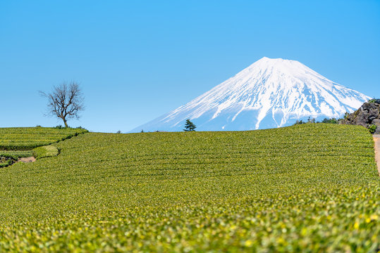 Mount fuji at green tea field Shizuoka, Japan